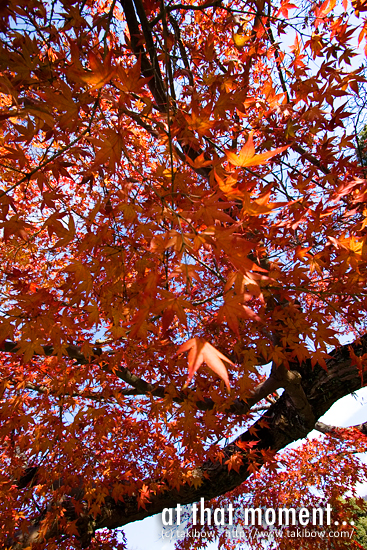 紅葉 in 奈良公園