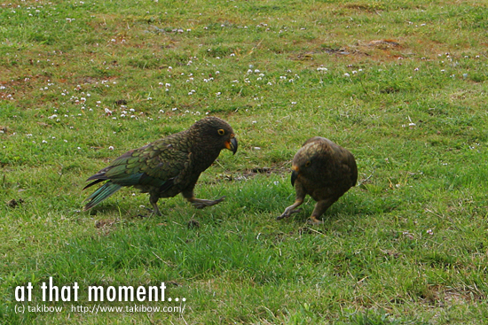 Kea（New Zealand）