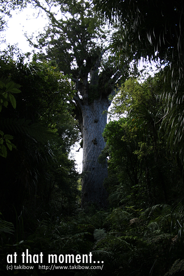 Kauri Forest（New Zealand）