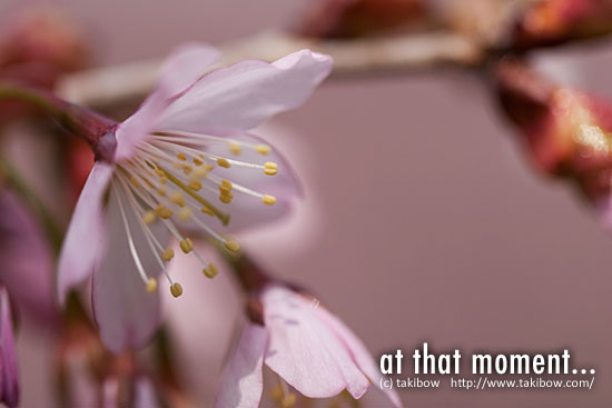 ようやく桜