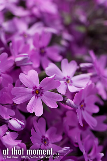 芝桜