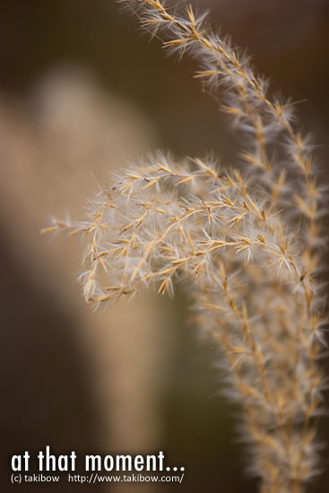 芒の穂綿