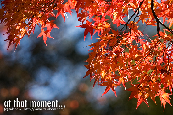 春日大社の紅葉